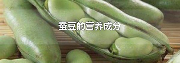 蚕豆的营养成分