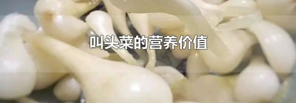 叫头菜的营养价值