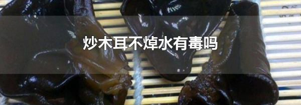 炒木耳不焯水有毒吗