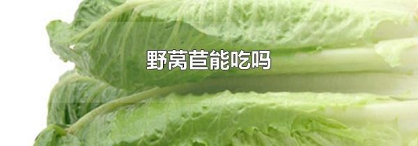 野莴苣能吃吗