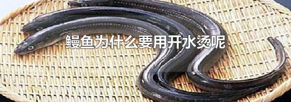 鳗鱼为什么要用开水烫呢