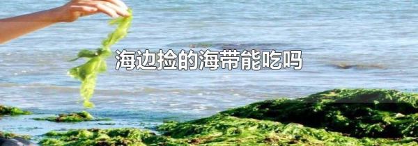 海边捡的海带能吃吗