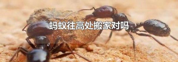 蚂蚁往高处搬家对吗