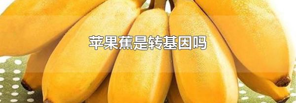 苹果蕉是转基因吗