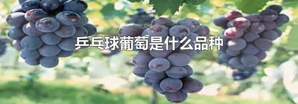 乒乓球葡萄是什么品种