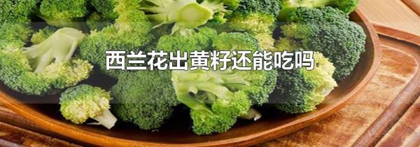 西兰花出黄籽还能吃吗