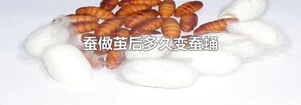 蚕做茧后多久变蚕蛹