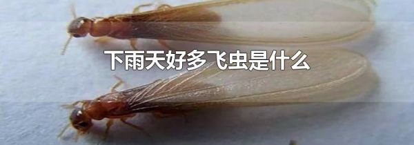 下雨天好多飞虫是什么