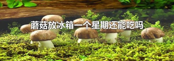 蘑菇放冰箱一个星期还能吃吗