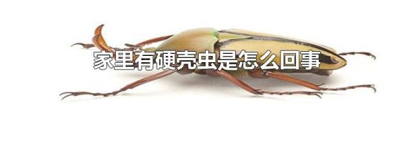 家里有硬壳虫是怎么回事