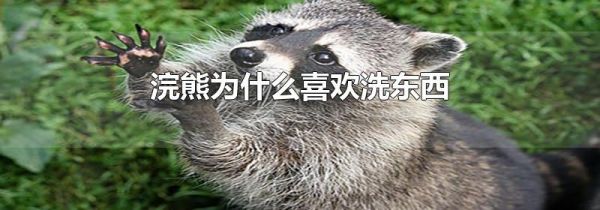 浣熊为什么喜欢洗东西