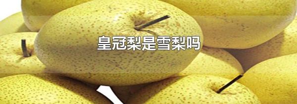 皇冠梨是雪梨吗