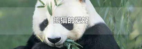 熊猫的爱好