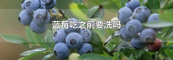 蓝莓吃之前要洗吗