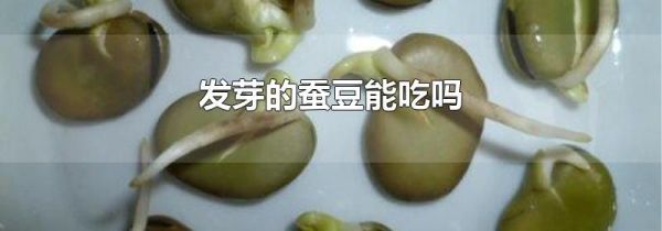 发芽的蚕豆能吃吗