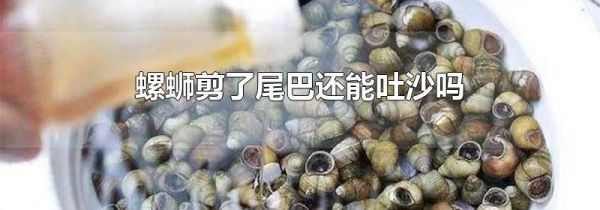 螺蛳剪了尾巴还能吐沙吗