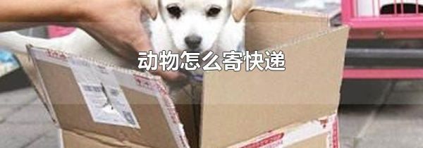 动物怎么寄快递