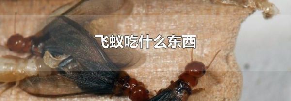 飞蚁吃什么东西