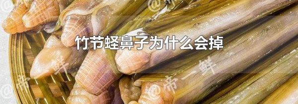 竹节蛏鼻子为什么会掉