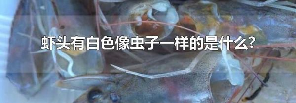 虾头有白色像虫子一样的是什么?