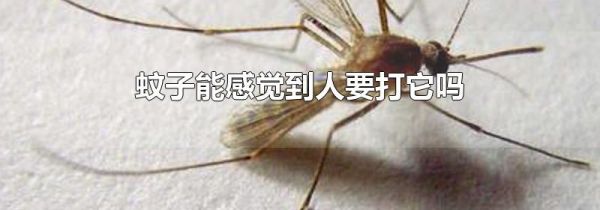 蚊子能感觉到人要打它吗
