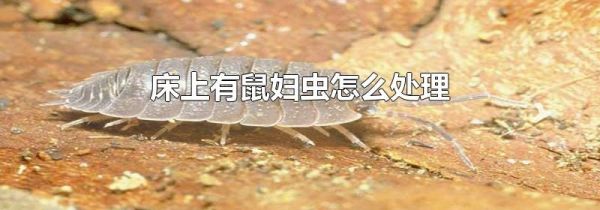 床上有鼠妇虫怎么处理