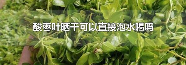 酸枣叶晒干可以直接泡水喝吗