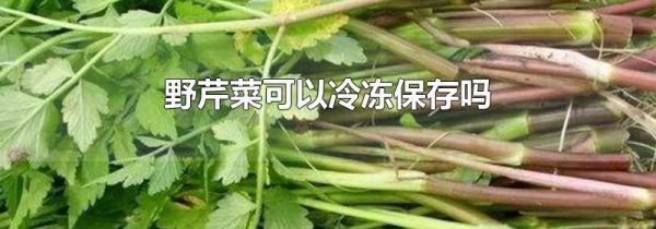 野芹菜可以冷冻保存吗