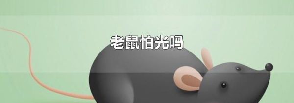 老鼠怕光吗