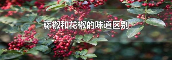 藤椒和花椒的味道区别