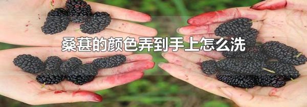 桑葚的颜色弄到手上怎么洗