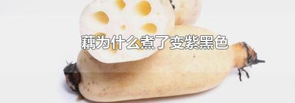 藕为什么煮了变紫黑色
