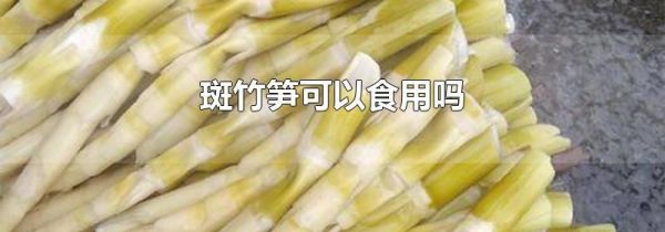 斑竹笋可以食用吗