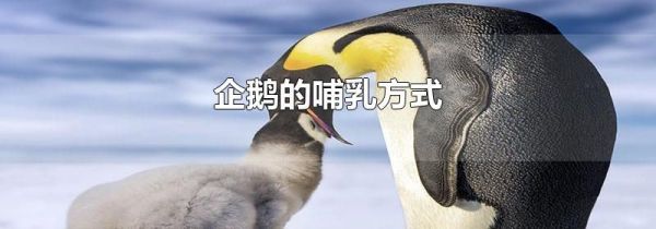 企鹅的哺乳方式
