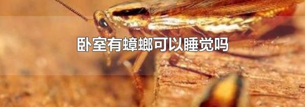 卧室有蟑螂可以睡觉吗