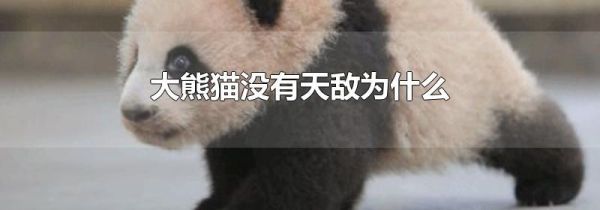 大熊猫没有天敌为什么