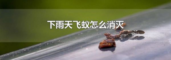 下雨天飞蚁怎么消灭