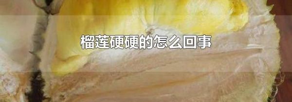 榴莲硬硬的怎么回事