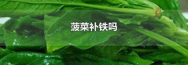菠菜补铁吗