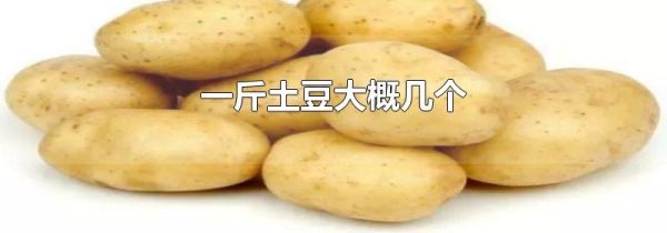 一斤土豆大概几个