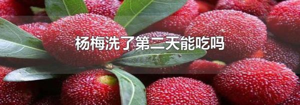 杨梅洗了第二天能吃吗