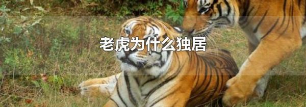 老虎为什么独居