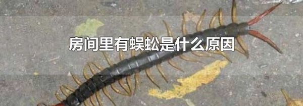 房间里有蜈蚣是什么原因