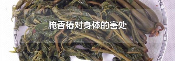 腌香椿对身体的害处