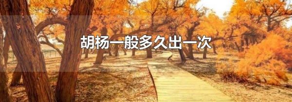 胡杨一般多久出一次