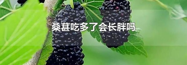 桑葚吃多了会长胖吗
