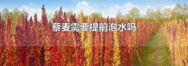 藜麦需要提前泡水吗