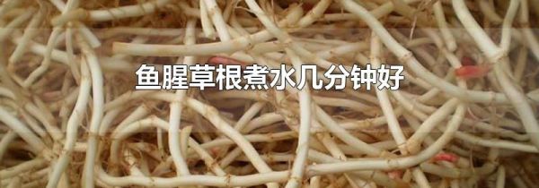 鱼腥草根煮水几分钟好