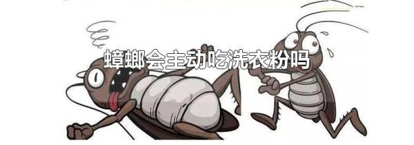 蟑螂会主动吃洗衣粉吗