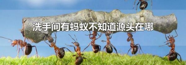 洗手间有蚂蚁不知道源头在哪
